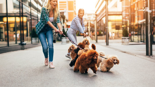 10 Summer Dog Walking Tips