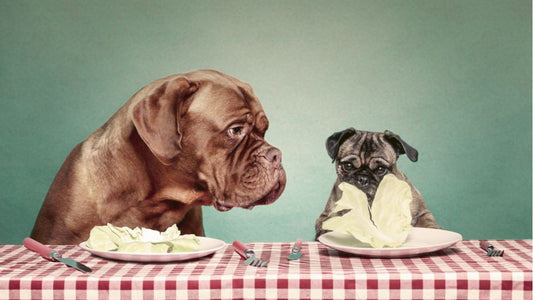 Can dogs eat lettuce?
